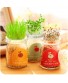 Lọ sữa chua mọc cây xinh xinh để bàn làm việc